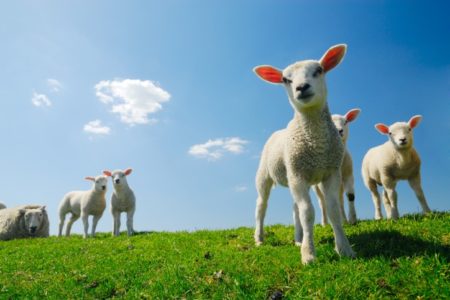 نقص الكوبالت (مرض الملح) او مرض النحافة و الهزال