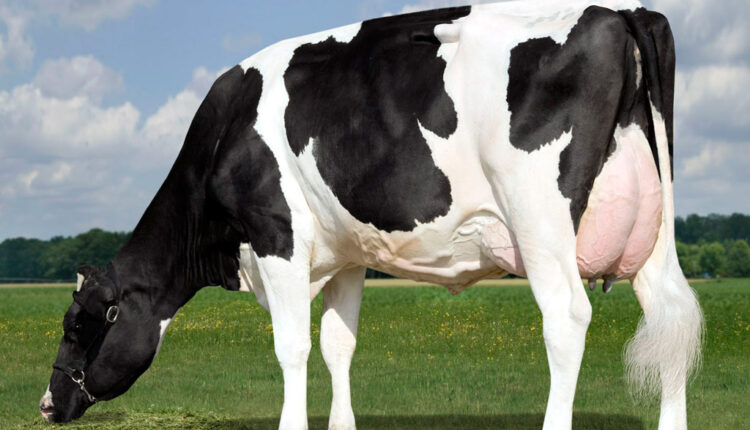 أساب انخفاض انتاج الحليب في الأبقار الحلوب