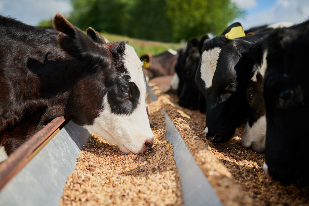 أبقار تأكل مرض غذائي استقلابي للابقار