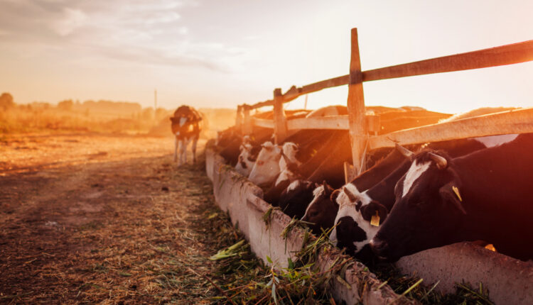cows-grazing-farm-yard-sunset-cattle-eating-walking-outdoors (1)
